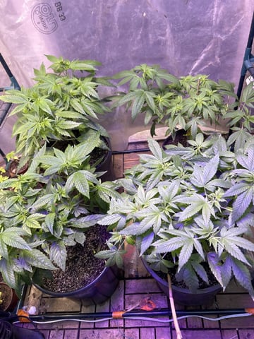 first indoor tent grow