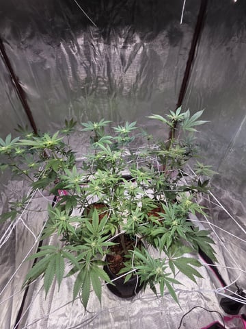 First Indoor Grow — flower, day 1