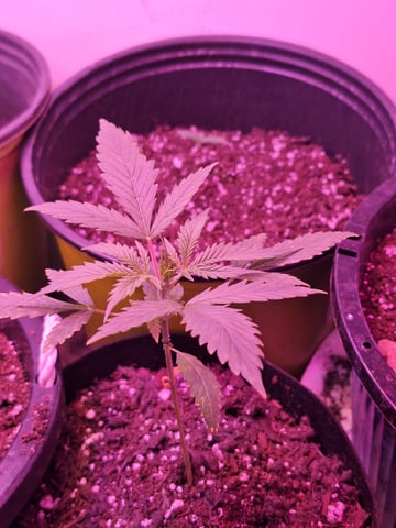 zkittles  — vegetative, day 22