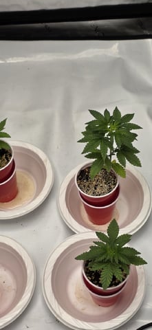 Lime Rian. — vegetative, day 22