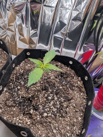 Zkittlez (Auto) — seedling_rooting, day 14