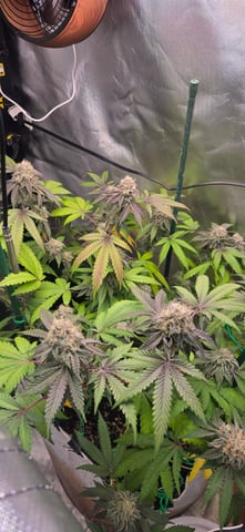 Looking for advice! — flower, day 87