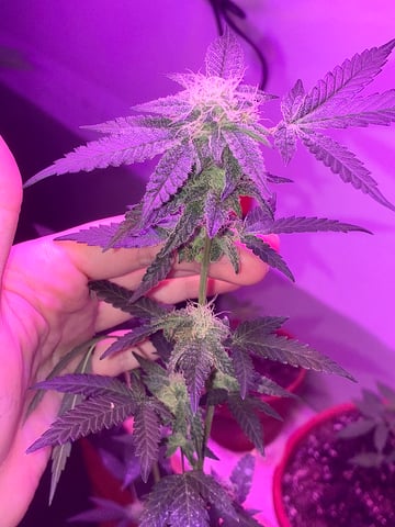 White Widow & Skittlez — flower, day 39