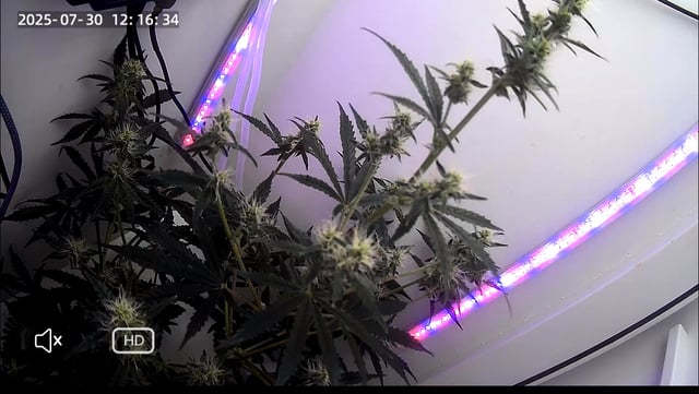 Northern Lights  — flower, day 48