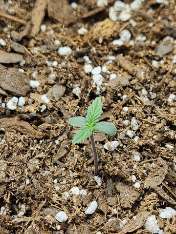 second grow — seedling_rooting, day 2