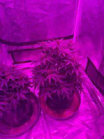 First Auto — flower, day 48