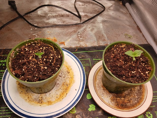 9lbhammer feminized  — seedling_rooting, day 5