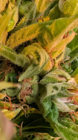 Sativa Grow Outdoor 2025 — flower, day 28