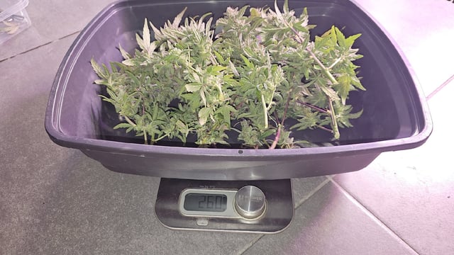 Amnesia Haze Run — vegetative, day 21