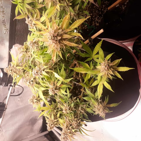 Next Attempt  — harvest, day 85