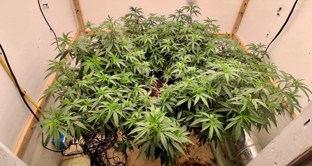 Here We Go Again 😎, This Should Be Good. 🤞👁️👁🤞 — vegetative, day 44