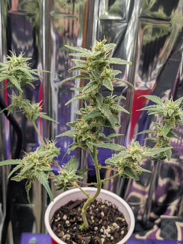 Zkittlez (Auto) — germination, day 2