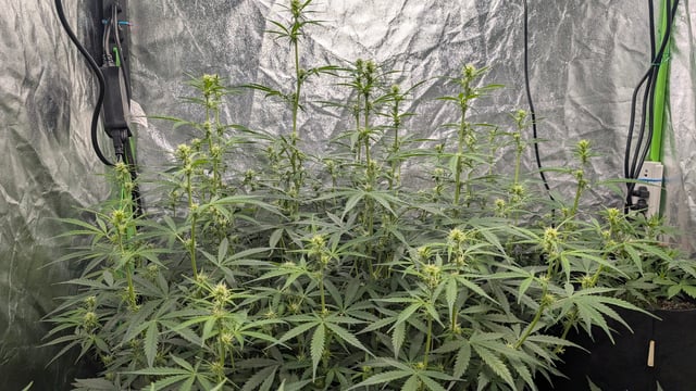 Strawberry Cheesecake Seedsman Seeds Autoflowers x2 — flower, day 49