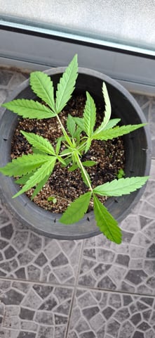 my first baby — vegetative, day 5