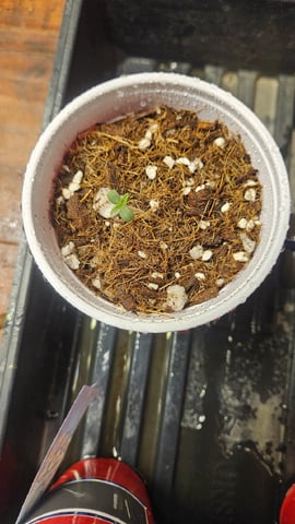 Seed To Harvest #1 4×4 — seedling_rooting, day 1