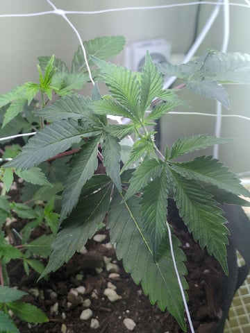Audrey III — vegetative, day 65
