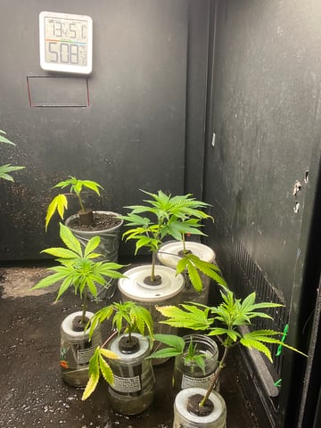 Cherry Pie clones (2nd run) — seedling_rooting, day 29