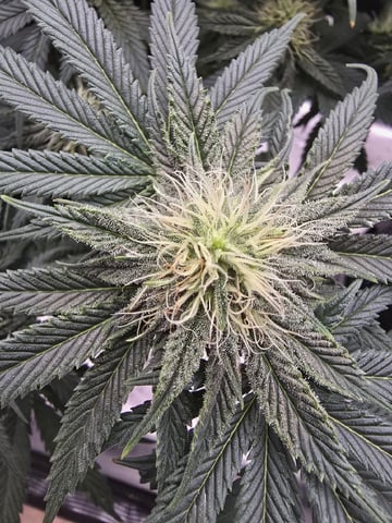  1 Blue Zushi x Venom & 1 Jack Here x Strawberry Cookies OG — flower, day 70