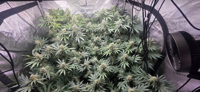 Maple Nectar  — flower, day 81