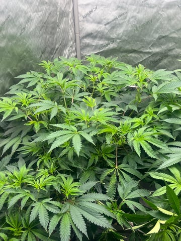 The Bling  — flower, day 74