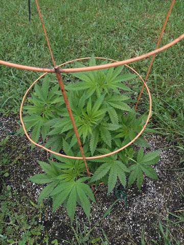 Motorbreath 15 — vegetative, day 6