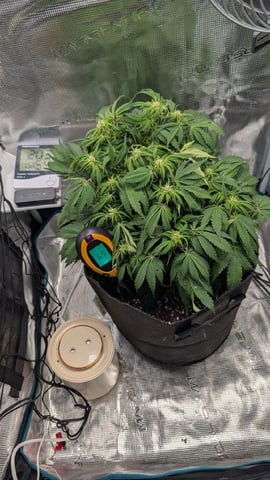 maui wowie auto — flower, day 47