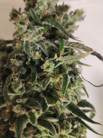 Sour Diesel — harvest, day 55