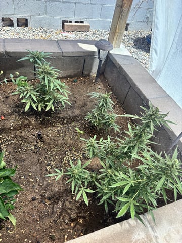 Fast Buds Auto And Special Queen Auto