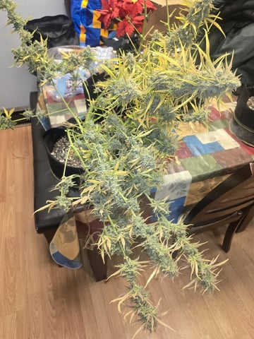 3rd Auto Grow — flower, day 112