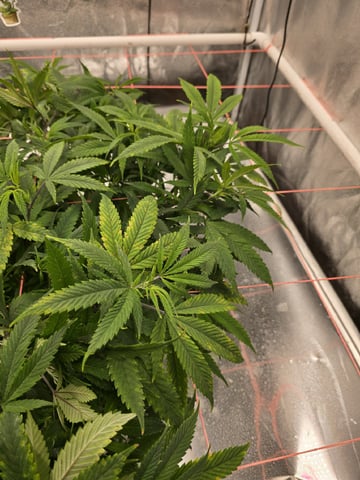 Platnium Jelly — flower, day 64