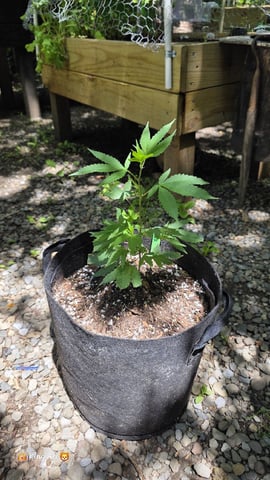 Ok We Ready For Outside — vegetative, day 12