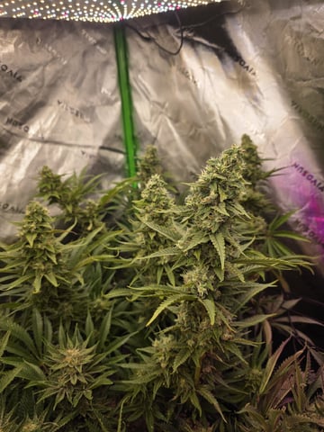 Hazy Daze — flower, day 102