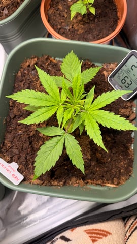 Mix Strand — vegetative, day 25