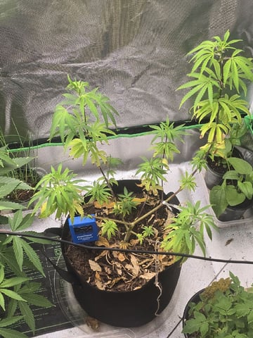 new start — vegetative, day 97