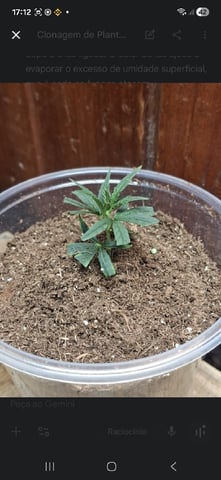 1st Grow - ROYAL MOBY (indoor)(photop.) — flower, day 99