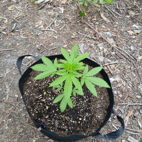 1GreenThumb — vegetative, day 247