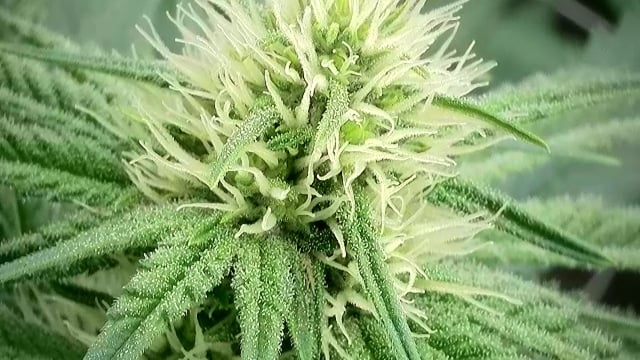 First grow — flower, day 62