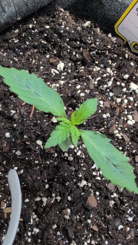 memphisto 3 bears OG, ethos high note r1 — seedling_rooting, day 10