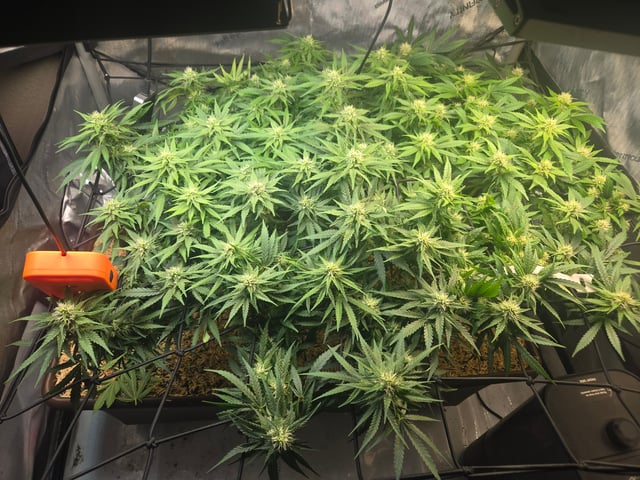 White rhino — flower, day 74