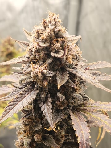 Another round of Mephisto Genetics from Schoolyard Crush and Do-si-delirium drops. — flower, day 90