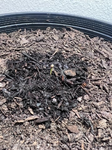 gorilla glue x sky walker  — grow_setup, day 2