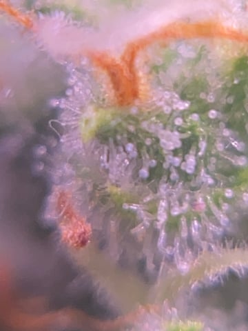 pineapple Express  — flower, day 36