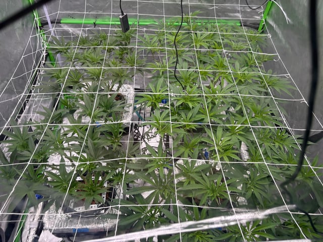 First Grow (Hydro) — vegetative, day 81