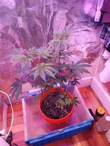 triangle kush  — vegetative, day 17
