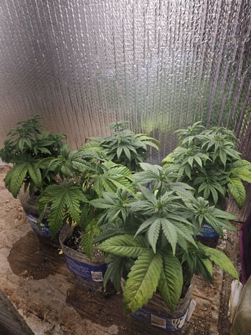 pineapple express  — vegetative, day 21