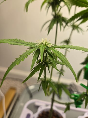 1st Grow — flower, day 64