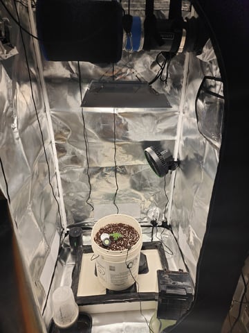 Dos Si Dos. Indica — seedling_rooting, day 7