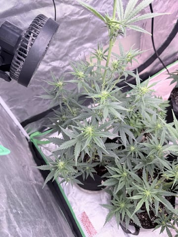 4’x8’ Grow1 — vegetative, day 50