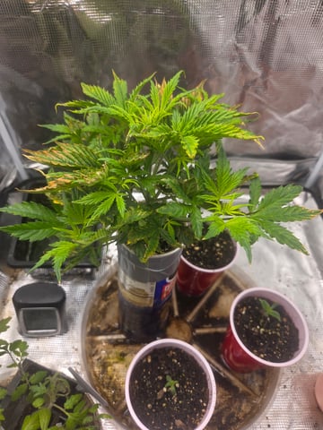 Experiment Time — vegetative, day 30