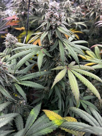 Pink Passion Fruit — flower, day 99